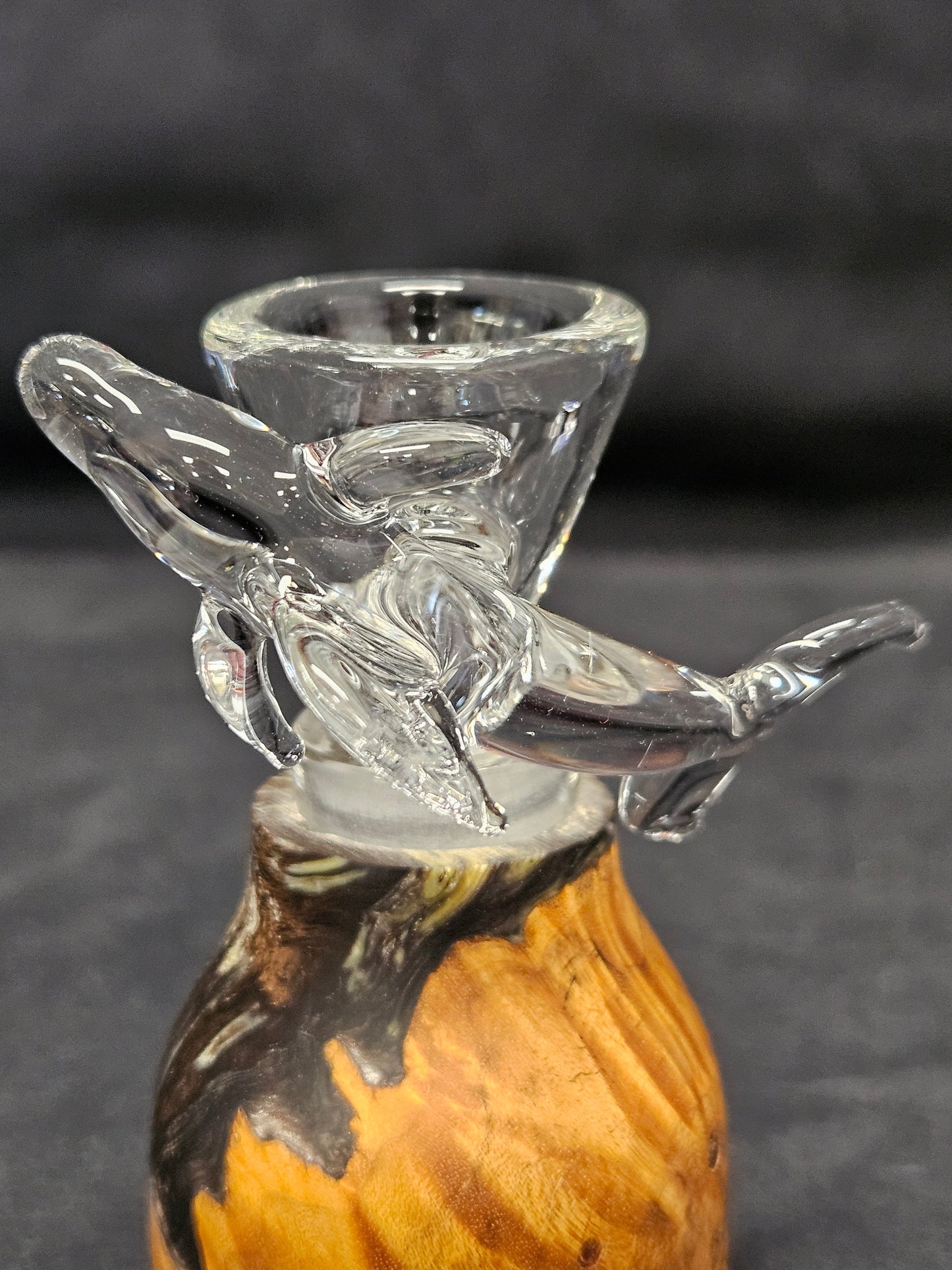 Clear dolphin